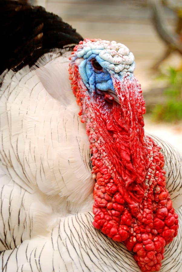 face-domestic-turkey-4943798.jpg