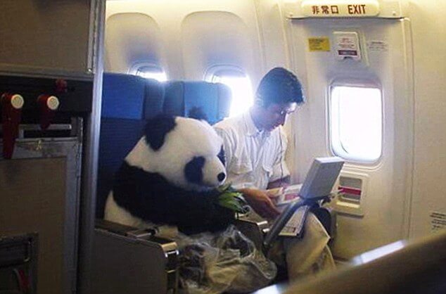 Panda-Plane-dailymail.co_.uk_.jpg
