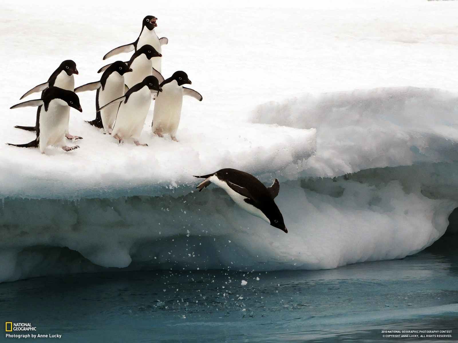 animals___under_water_penguins_from_ice_floe_to_jump_into_the_water_043662_.jpg