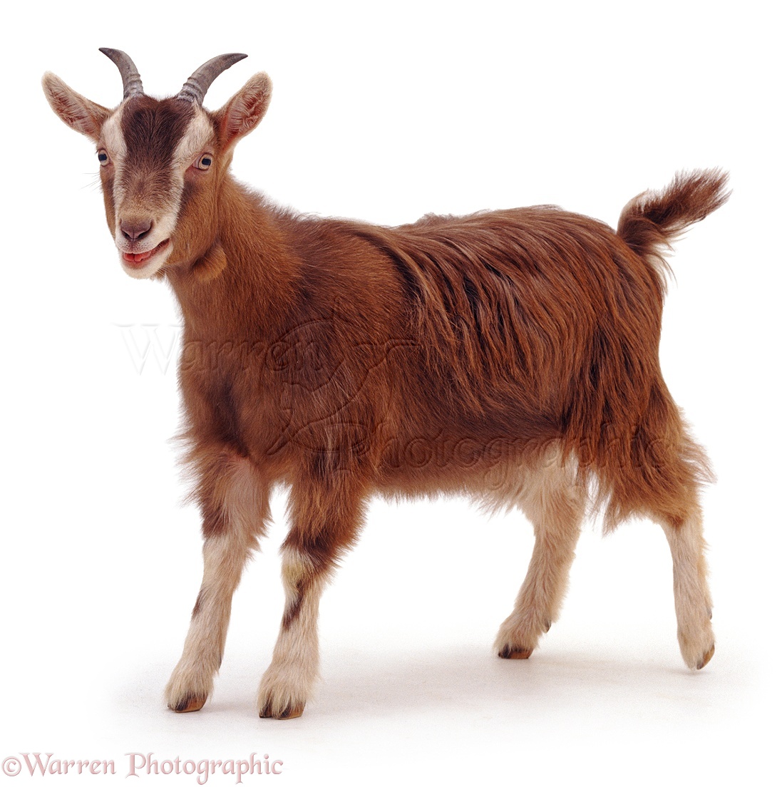 04654-Goat-standing-white-background.jpg