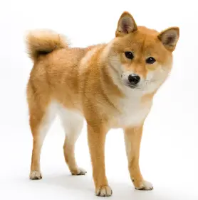 shiba-inu.jpg