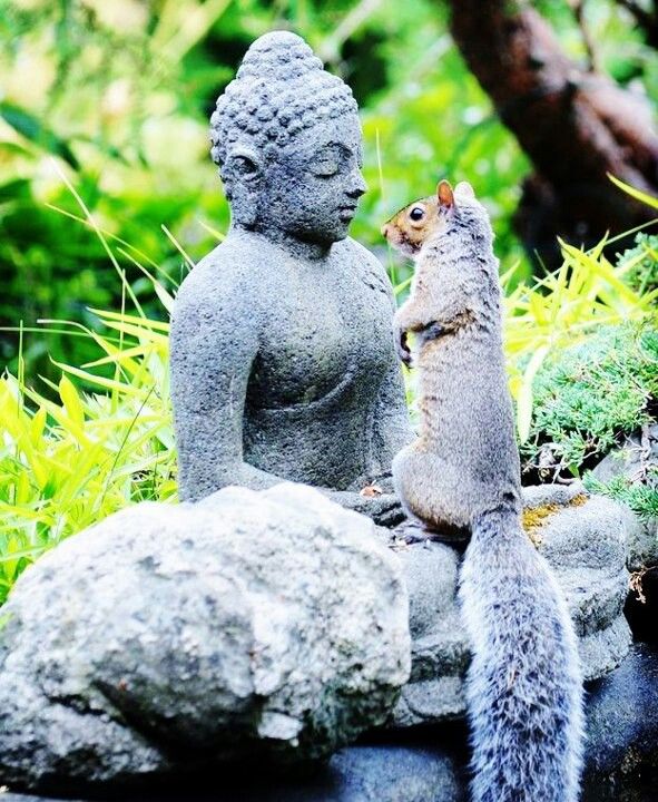 Buddha and Squirrel | Squirrel, Cute squirrel, Funny animals
