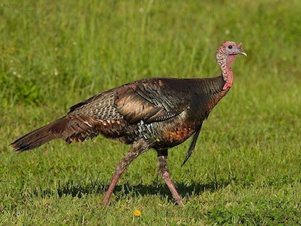 turkey_paredes.jpg