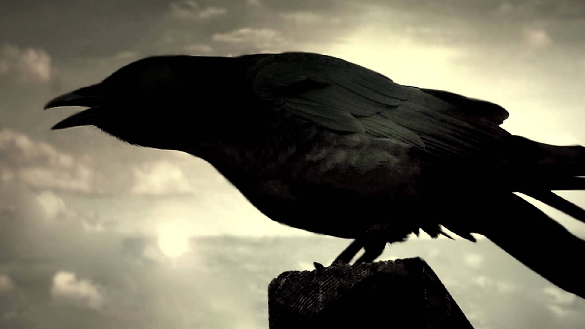 raven.jpg