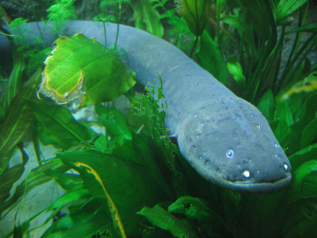 eel-1024x768.jpg