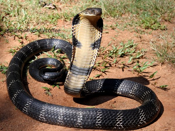 Black-King-Cobra.jpg