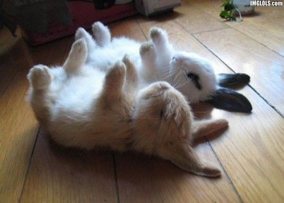 Bunnies-Sleeping-bunny-rabbits-19638180-570-407.jpg