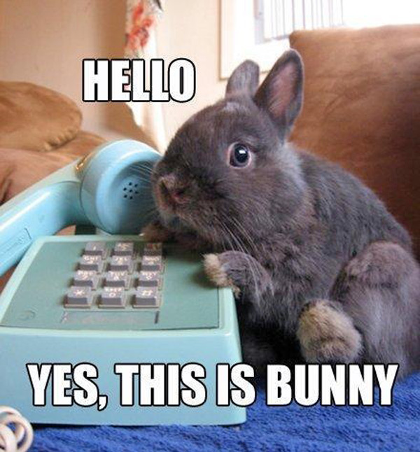 hello-yes-this-is-bunny.jpg