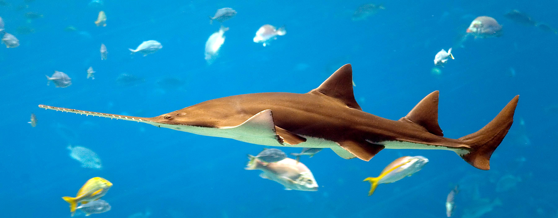 Pristis_pristis_-_Georgia_Aquarium_Jan_2006.jpg
