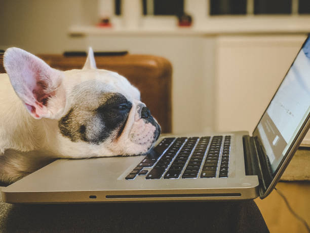 french-bulldog-falling-asleep-on-a-laptop.jpg