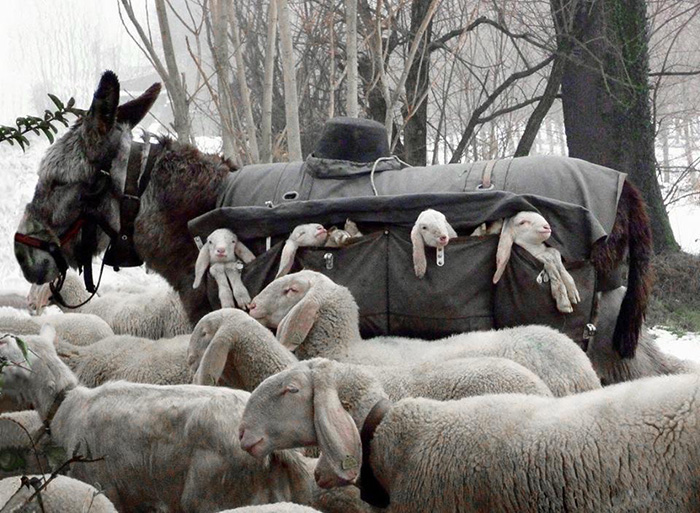 j9ttc-lambs-carried-down-from-mountain-by-donkey.jpg