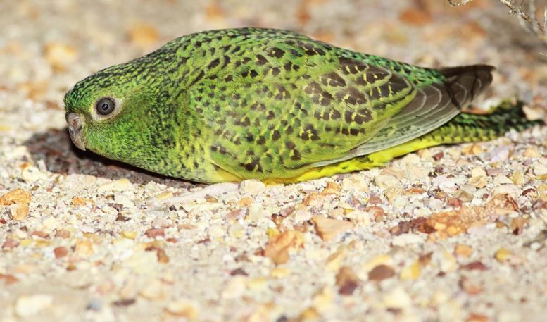 Mysterious-Australian-Night-Parrot-777x457.jpg