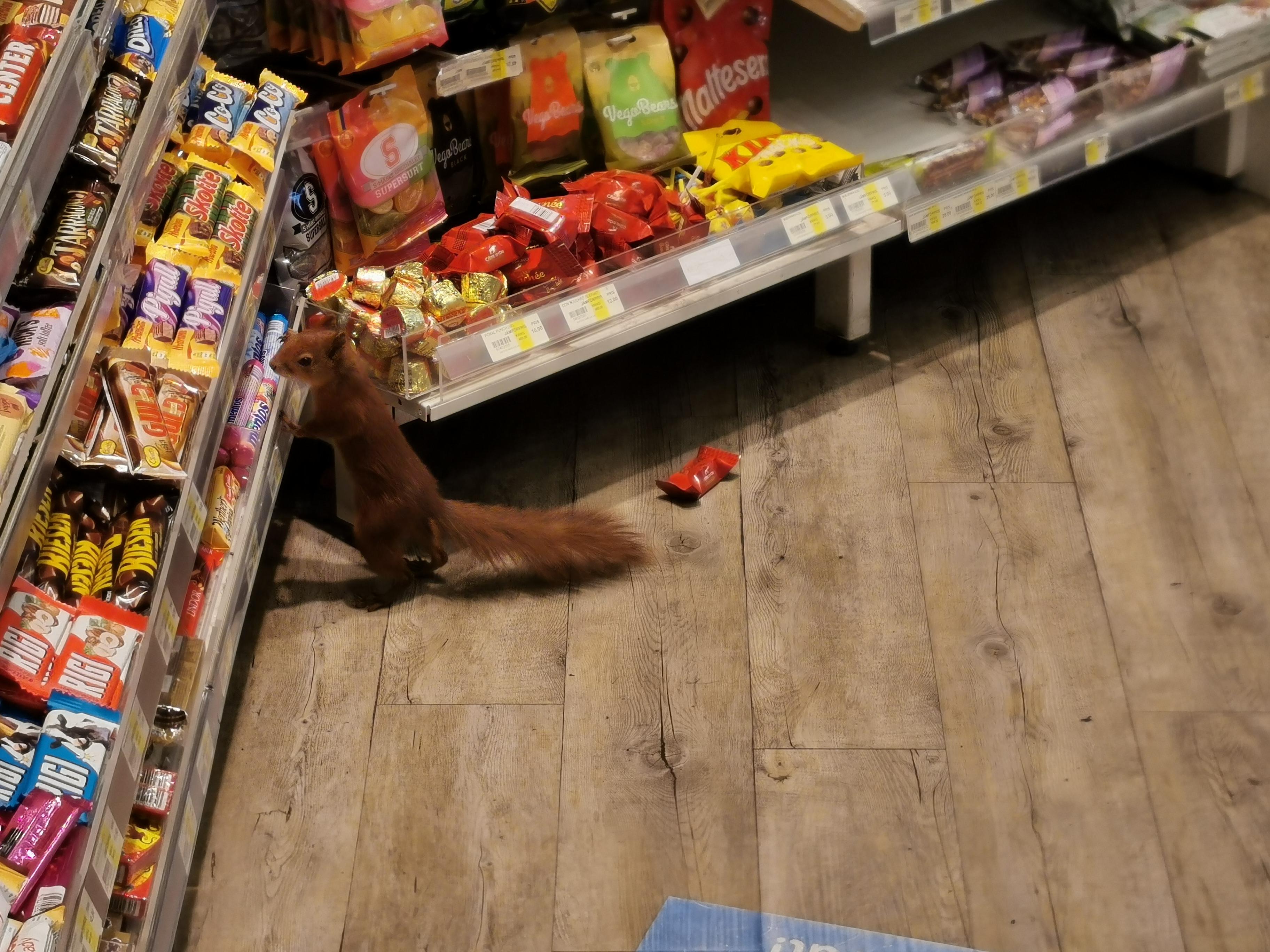 A squirrel ran into the store I work at, and stole a chocolate bar :  r/mildlyinteresting