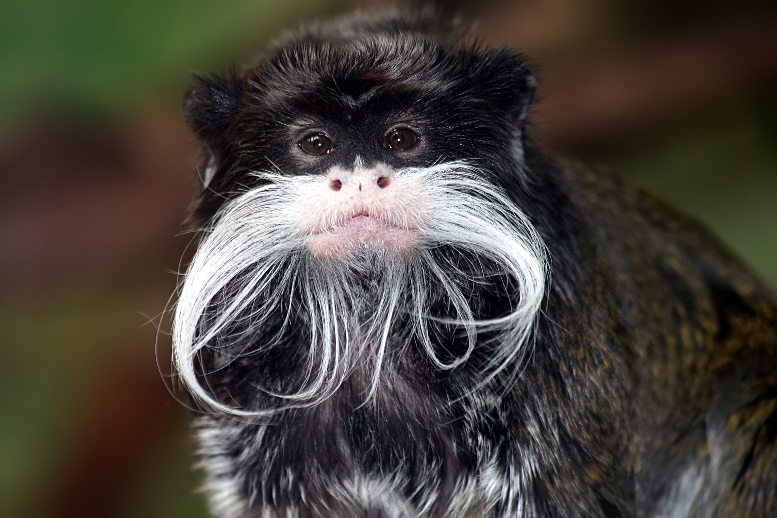 Tamarin_portrait_2_edit3.jpg