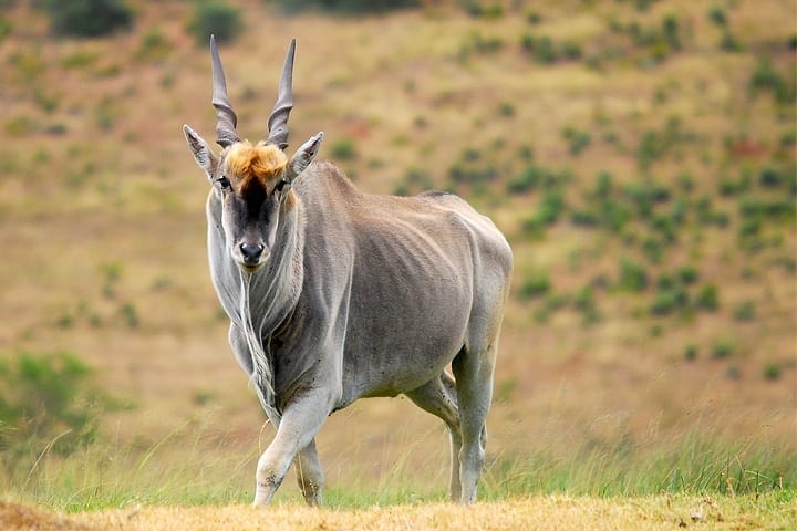 field-judging-eland.jpg
