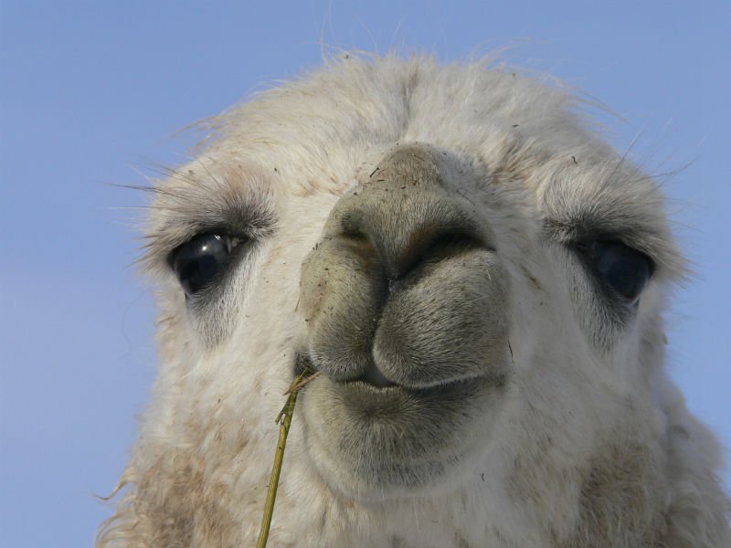 manna-llama-face.jpg