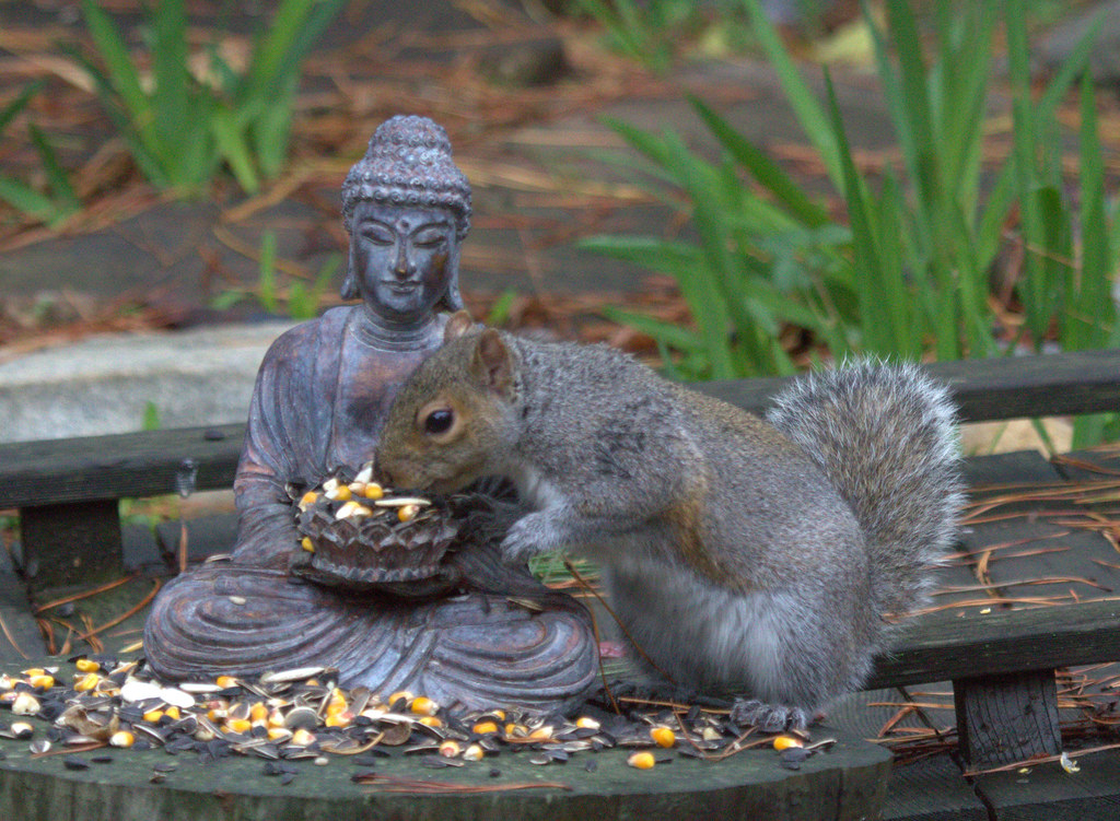 Buddha and Squirrel living in peace | IMG_3091 | Annette's Wildlife  Photography | Flickr