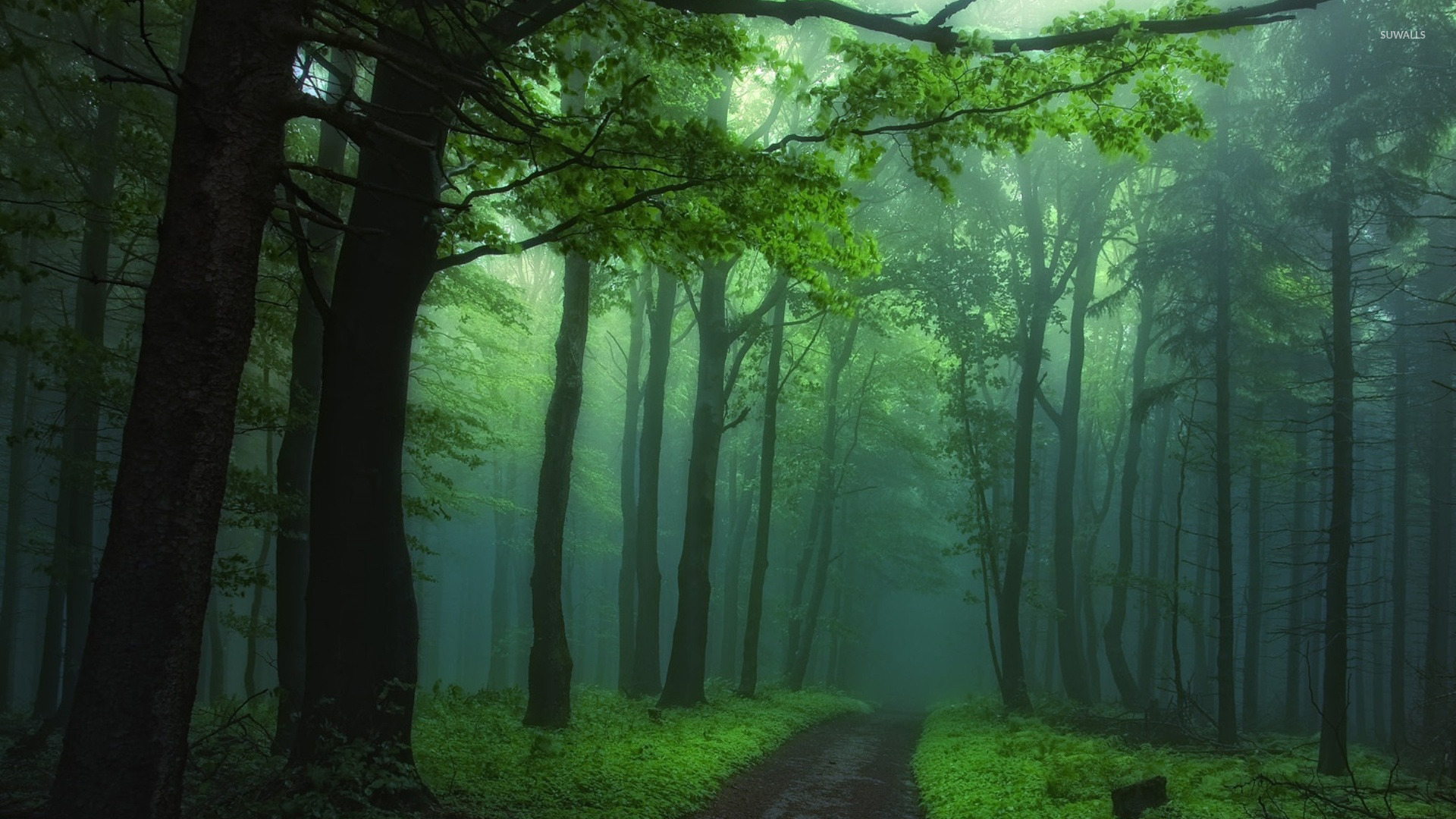 green-foggy-forest-46318-1920x1080.jpg