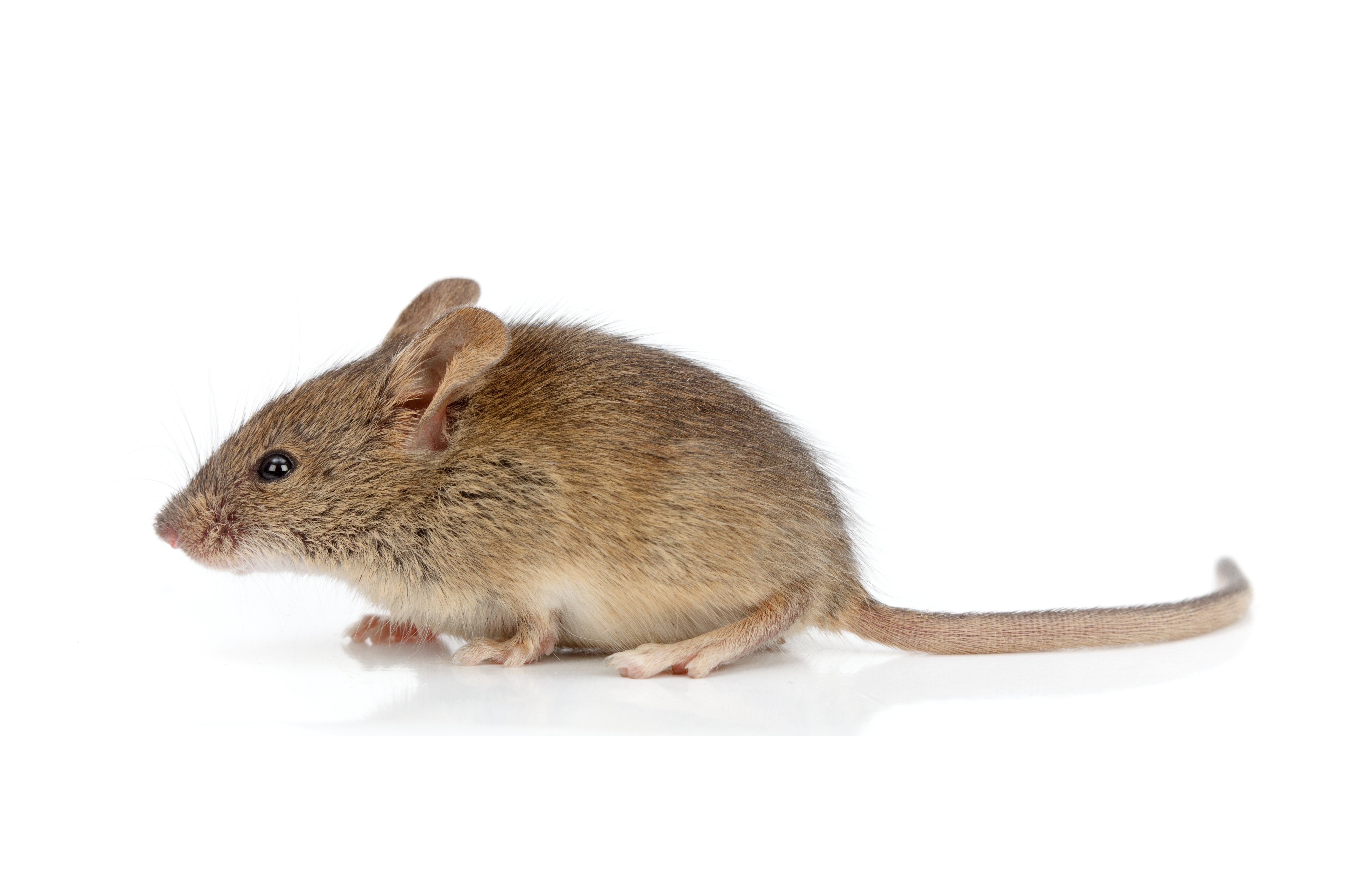 House-Mouse.jpg