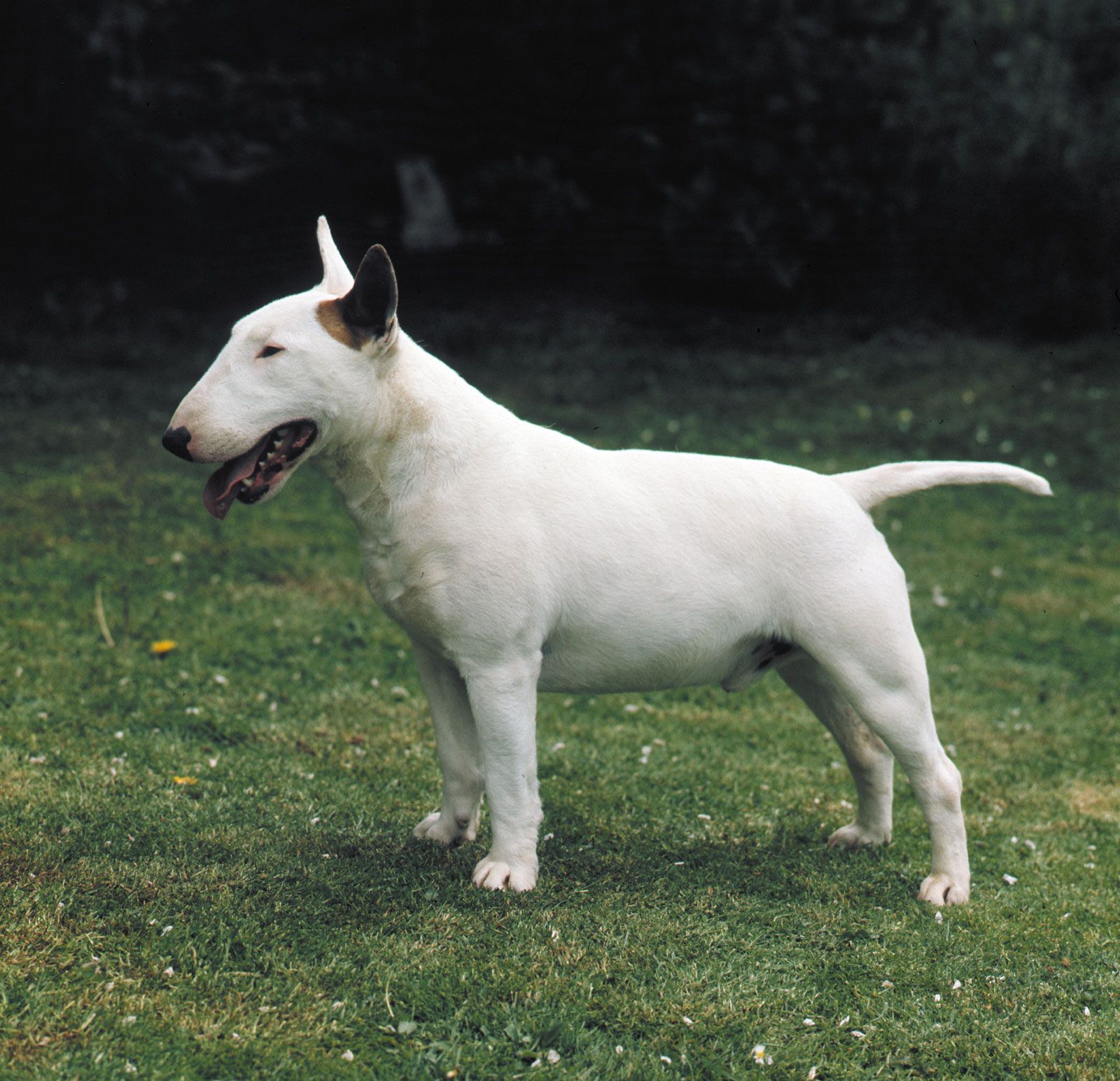 https://cdn.britannica.com/06/30106-050-EAE726FB/Bull-terrier.jpg