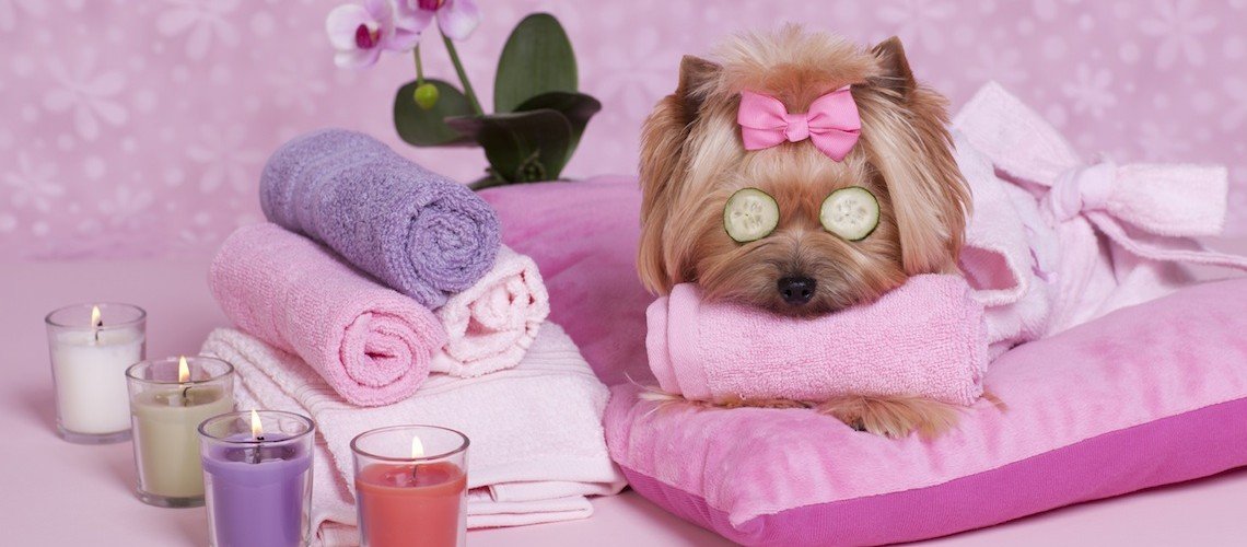 dog-relaxing.jpg