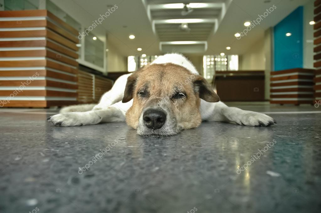 depositphotos_40066441-stock-photo-sleepy-dog-in-the-office.jpg
