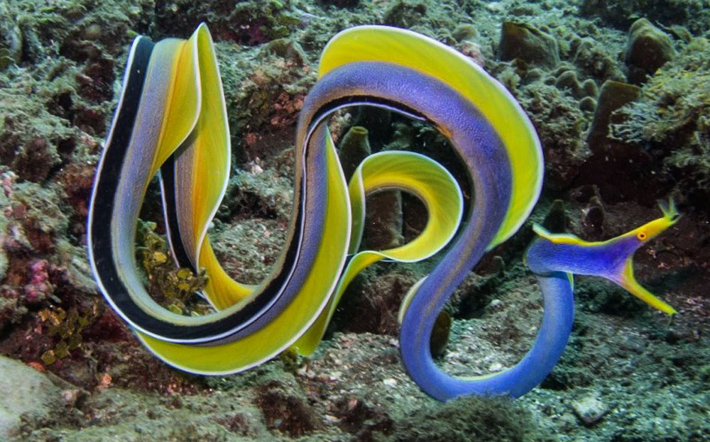 Ribbon-Eel2.jpg