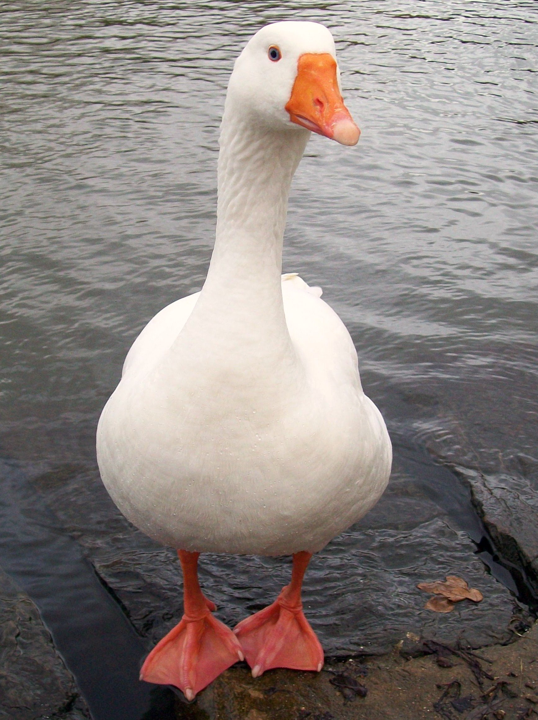 Domestic_Goose_(5425053488).jpg