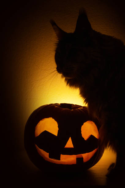 cat-and-halloween-pumpkin.jpg