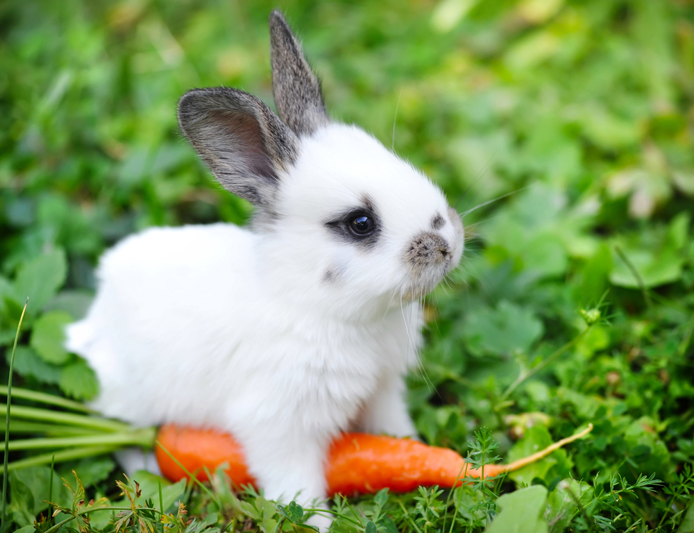 baby-bunny.jpg