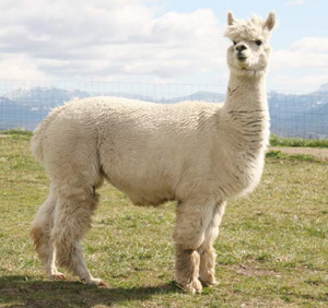 alpaca+4.jpg