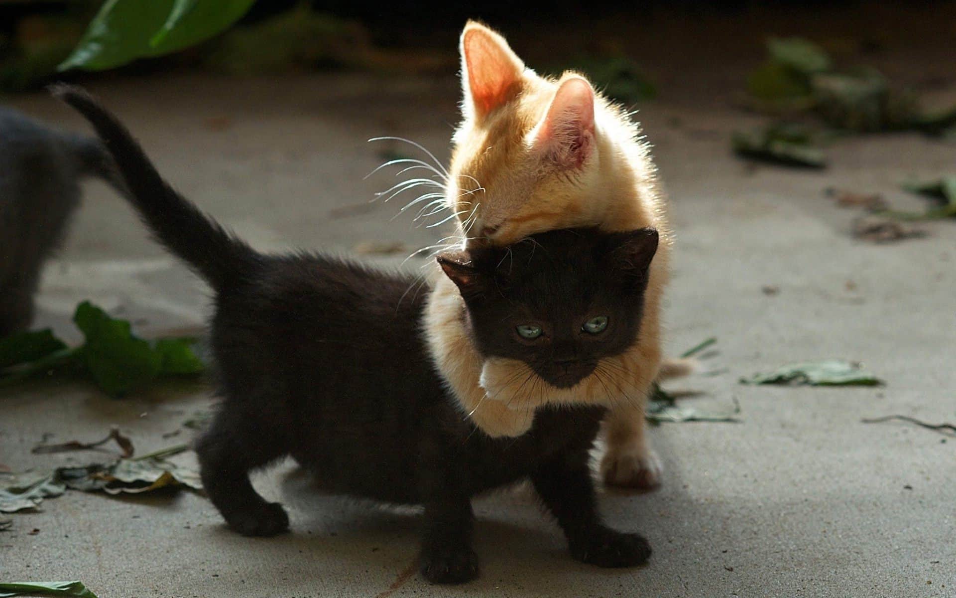 White-and-black-cats-hugs-and-friendship.jpg