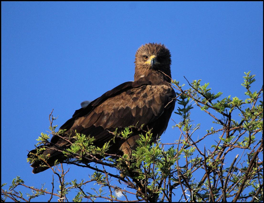 Lesser%20Spotted%20Eagle%20-%20Kgomo-Kgomo.jpg