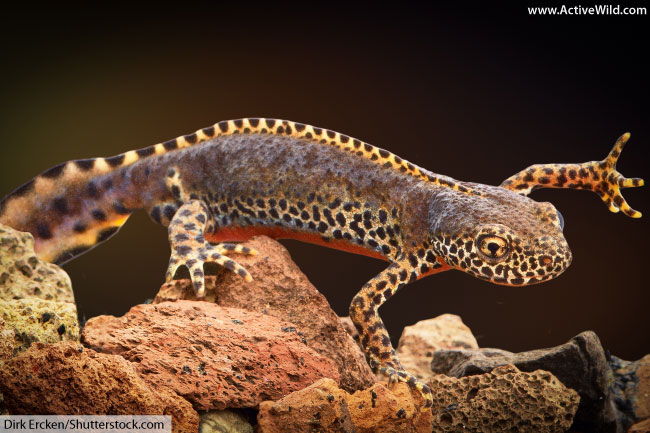 alpine-newt.jpg