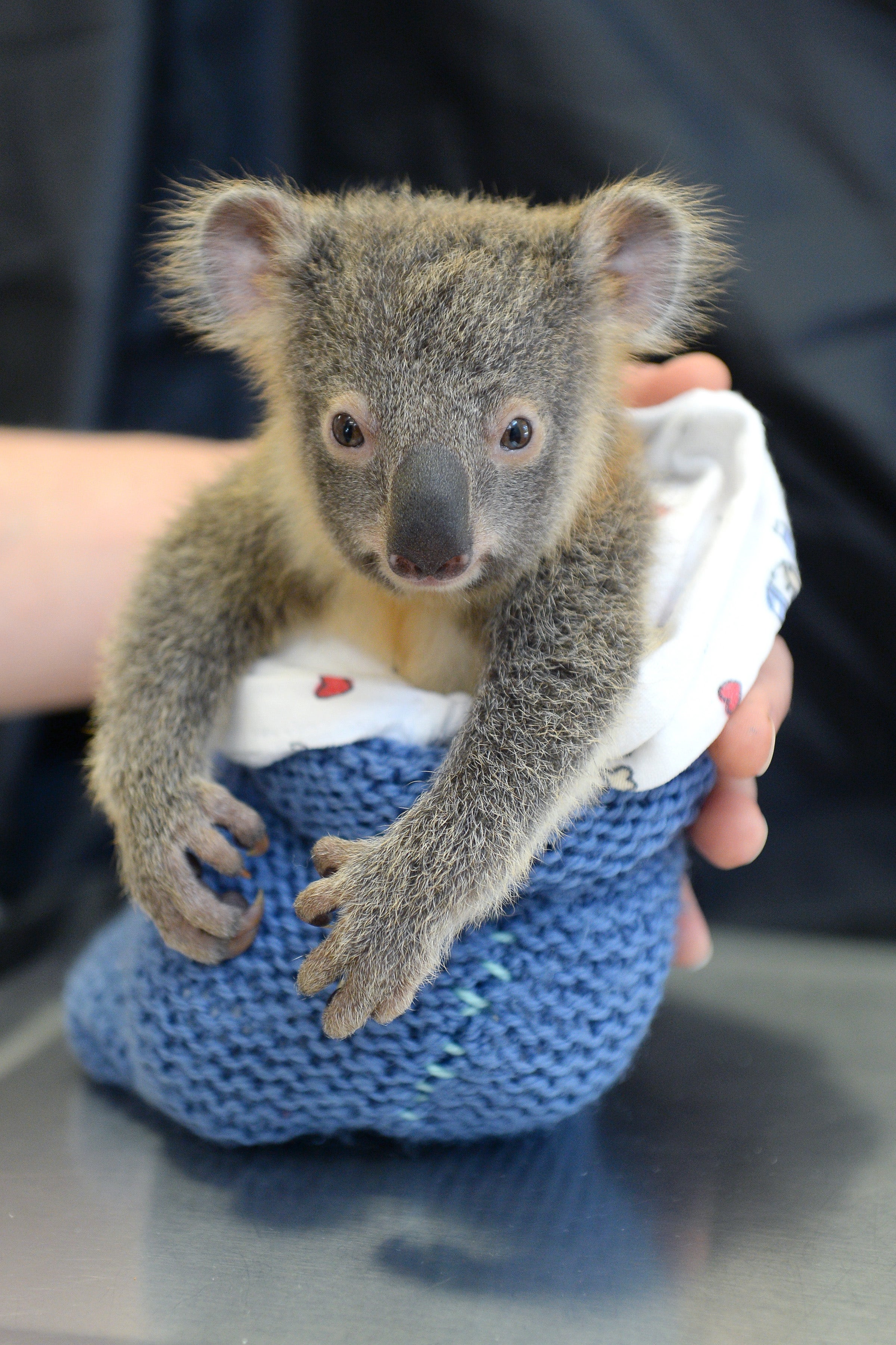 BabyKoala2.jpg
