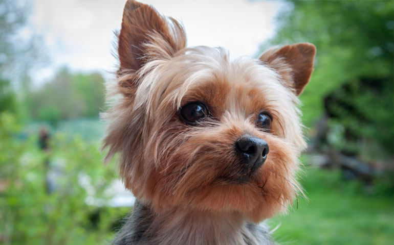 yorkshire-terrier-cover.jpg
