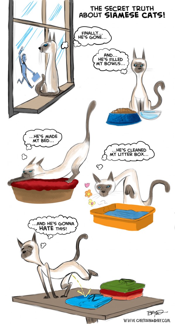 bad-kitty-siamese-cats-598x1110.jpg