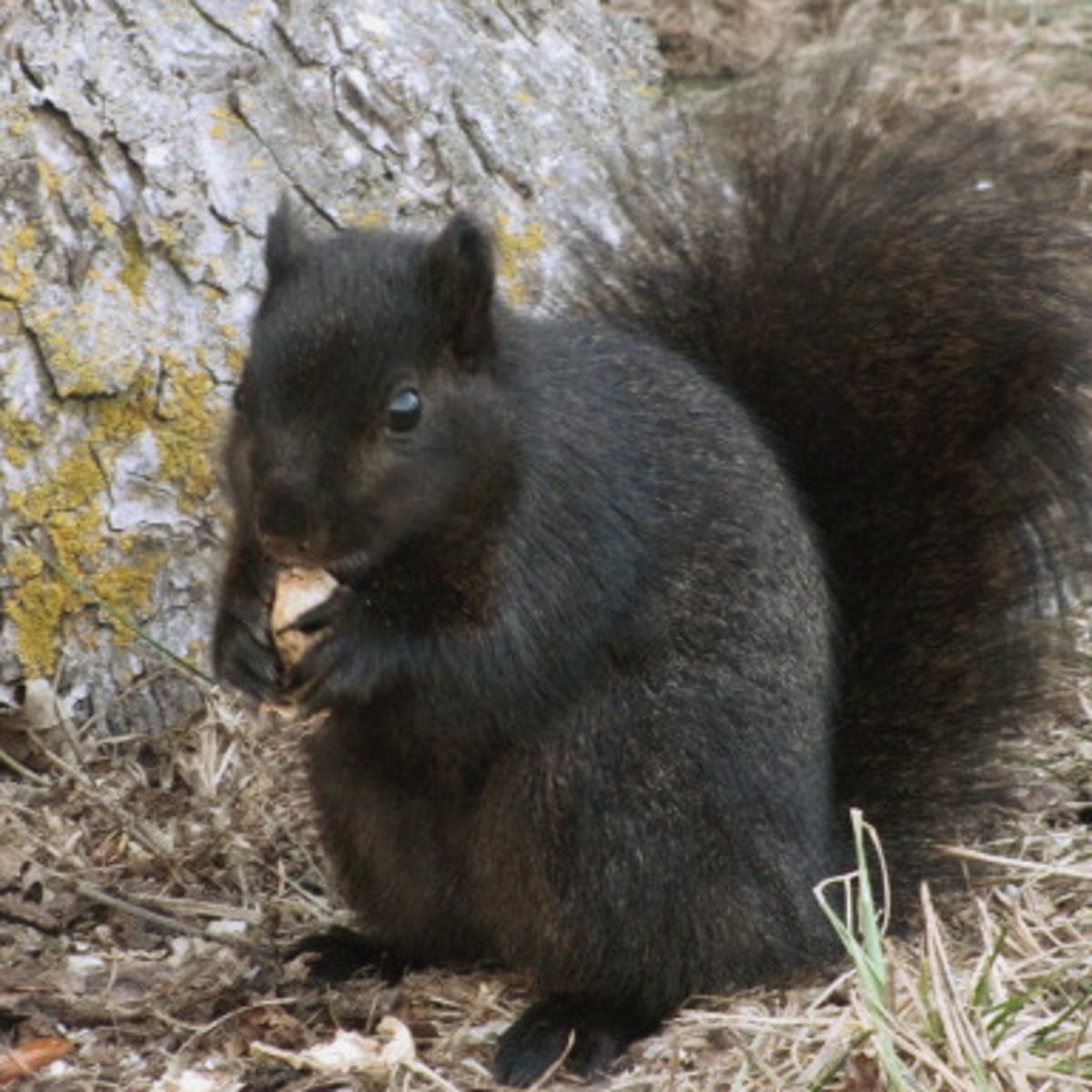 Black squirrel 'super' species? No, just a darker shade of grey | Wildlife  | The Guardian
