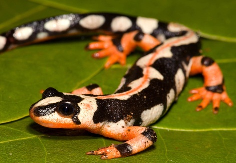 Kaisers-Spotted-Newt.jpg