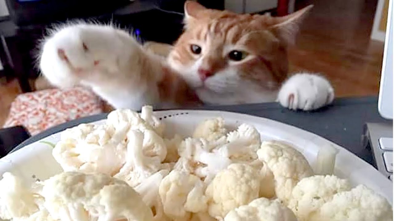 Sneaky CATS & DOGS stealing food! TOO FUNNY! - YouTube