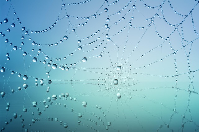 cobweb-3725540_640.jpg