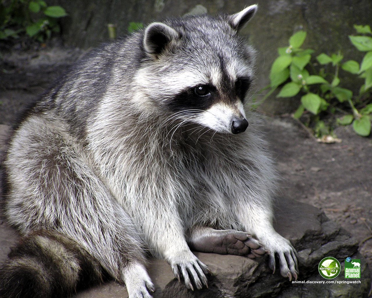 Raccoon-5.jpg