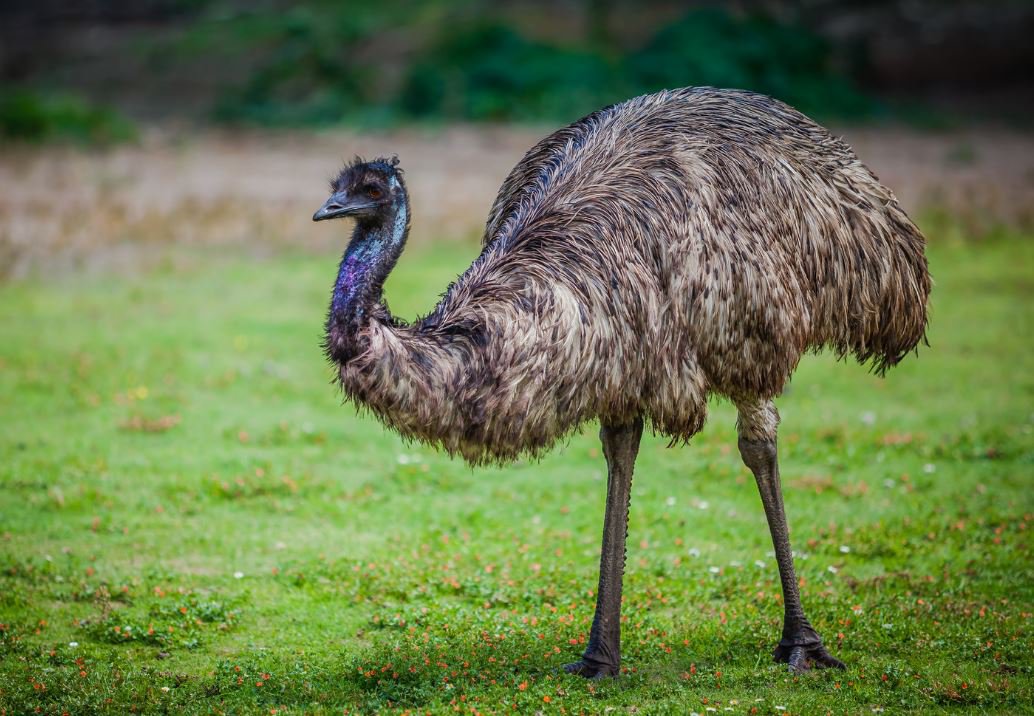 emu.ab40226.width-1200.028b440.jpg