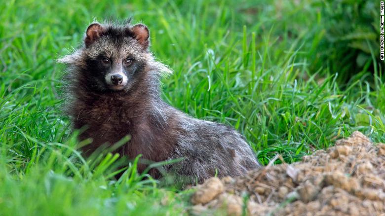 190529121028-01-raccoon-dog-file-exlarge-169.jpg