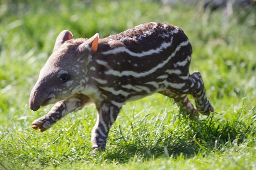 Malayan-Tapir-Calf.jpg