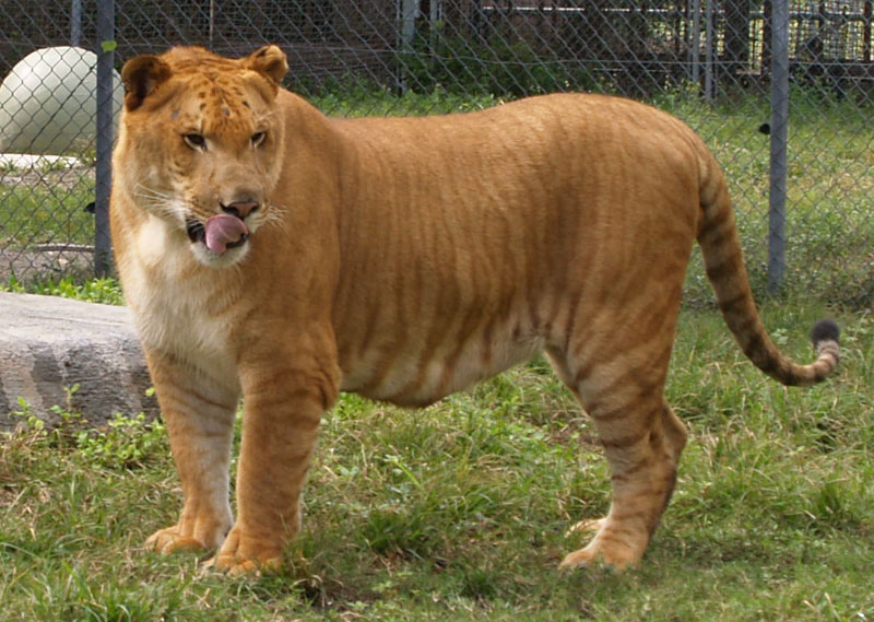 liger.jpg