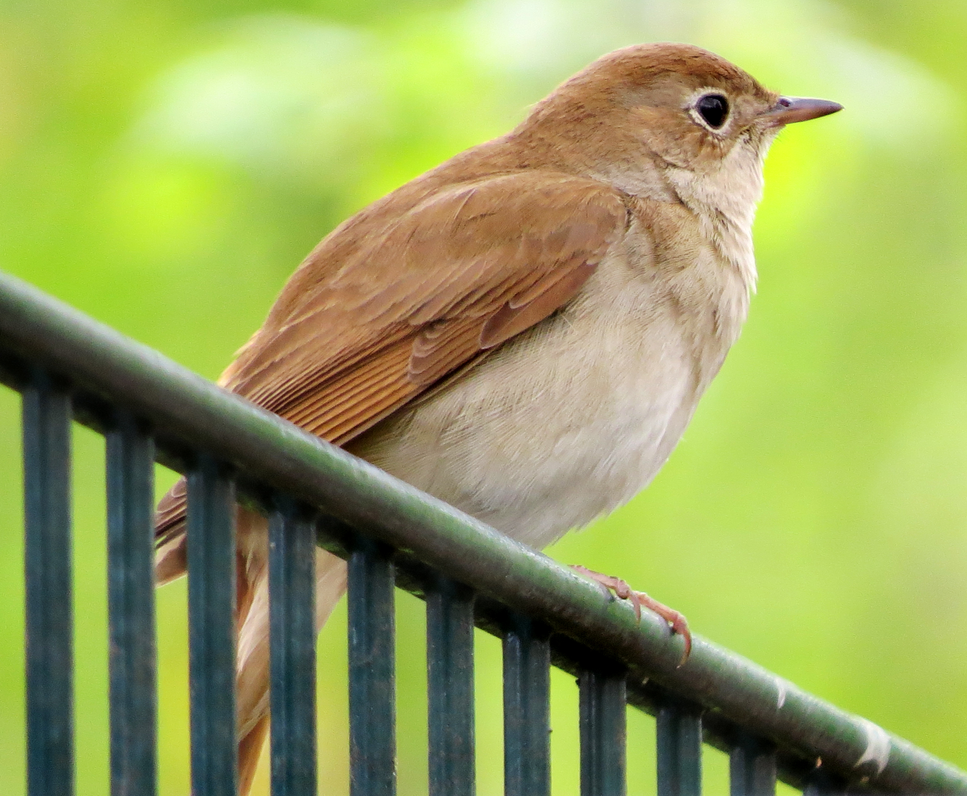 nightingale.jpg