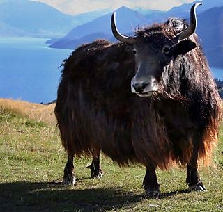 handsome-yak.jpg