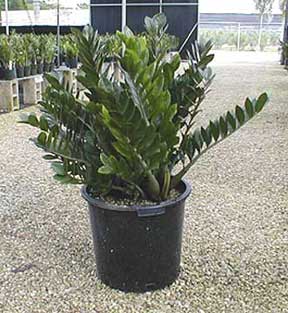 zz-plant-809.jpg