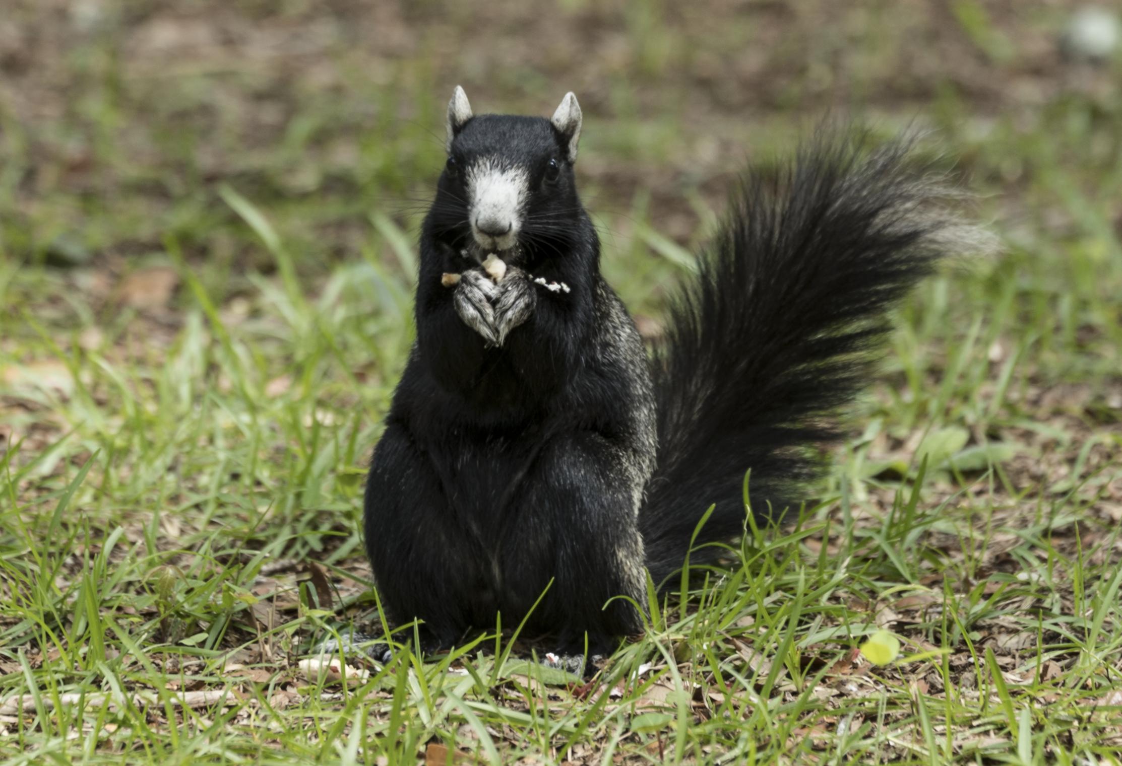 A remarkable, multicolored squirrel on the Lowcountry trail, part of  Brookgreen Gardens, a vast complex of sculpture gardens, ecosystem trails,  a wildlife preserve and a small zoo on four former rice plantations